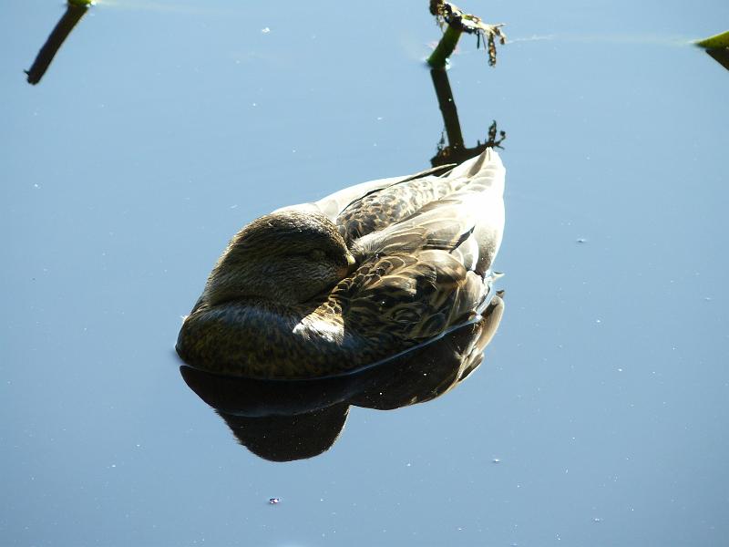 P1050521.JPG - Duck sleeping in a pond in Stanley Park