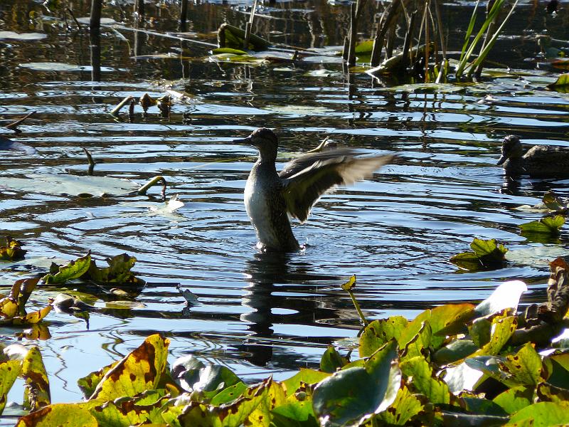 P1050529.JPG - Then cleaning himself