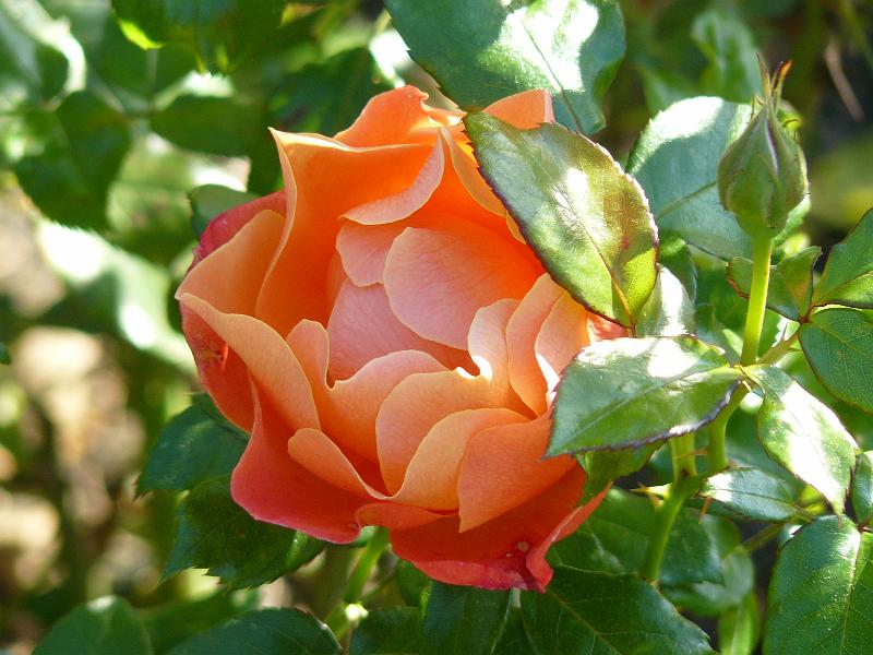 P1050554.JPG - Andrew is a liar these are in the rose garden of Stanley Park - but I'm sure he didn't have any of you fooled