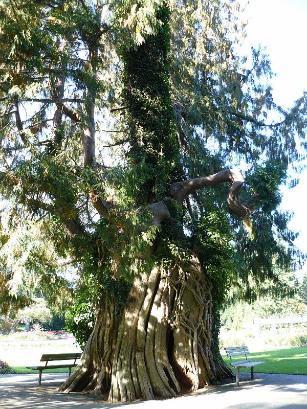 P1050557.JPG - A really crazy tree (still in Stanley Park)