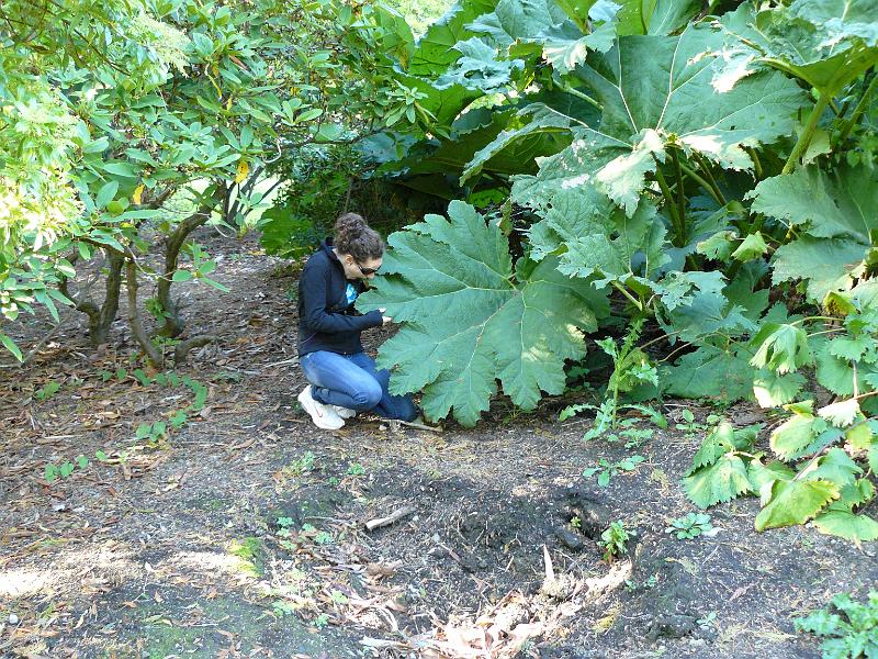 P1050559.JPG - They were huge!!!