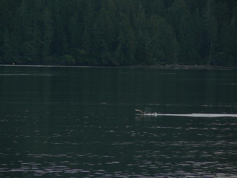 P1050607.JPG - They were jumping like mad. I couldn't catch any of them though.