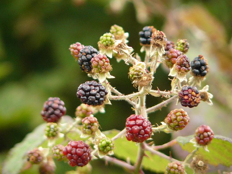 P1050665.JPG - But it was not all for nothing. Our walk back involved gorging ourselves on blackberries at the side of the road.