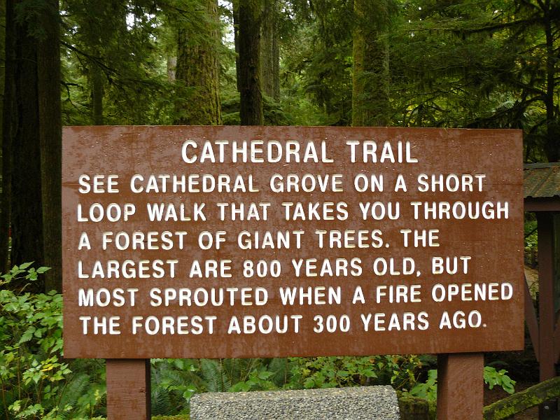 P1050676.JPG - A really incredible short walk through old-growth forest.