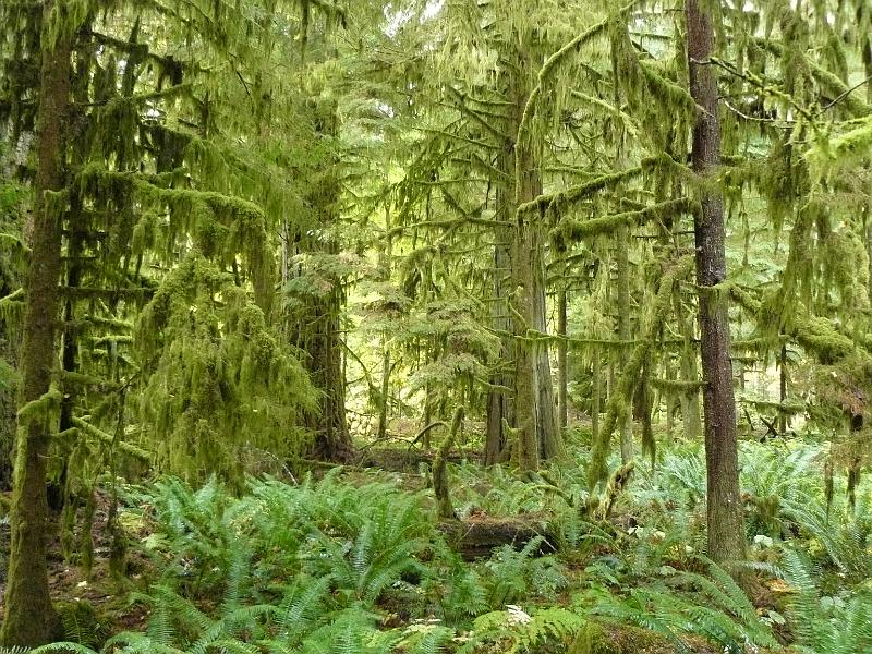 P1050688.JPG - It was so damp that EVERYTHING was covered in moss