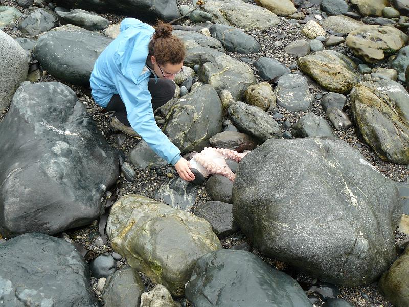 P1050843.JPG - About half of an octopus