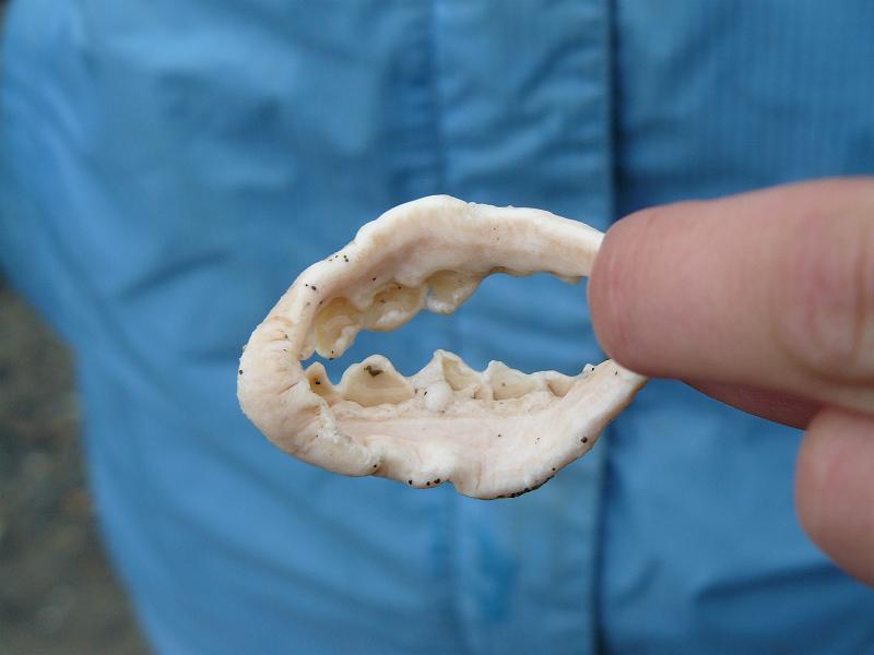 P1050857.JPG - We think that was a really small shark's jaw, or some other fish perhaps.