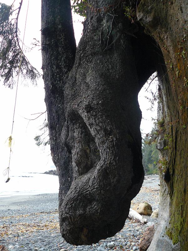 P1050865.JPG - This tree was crazy. It was growing from on top of the cliff but this huge part came down about 20 feet.