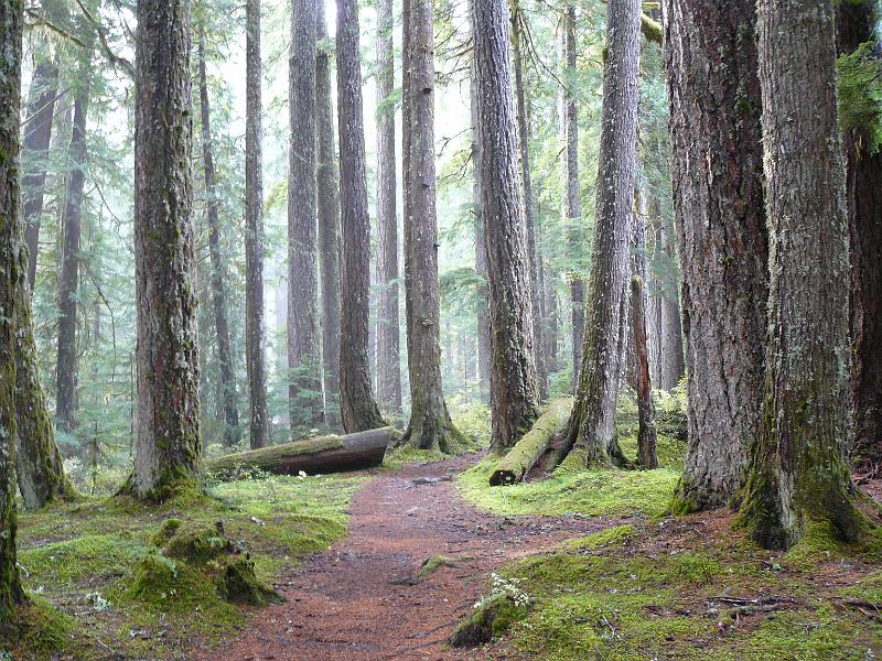 P1050973.JPG - The rest of the hike was through crazy rainforest.