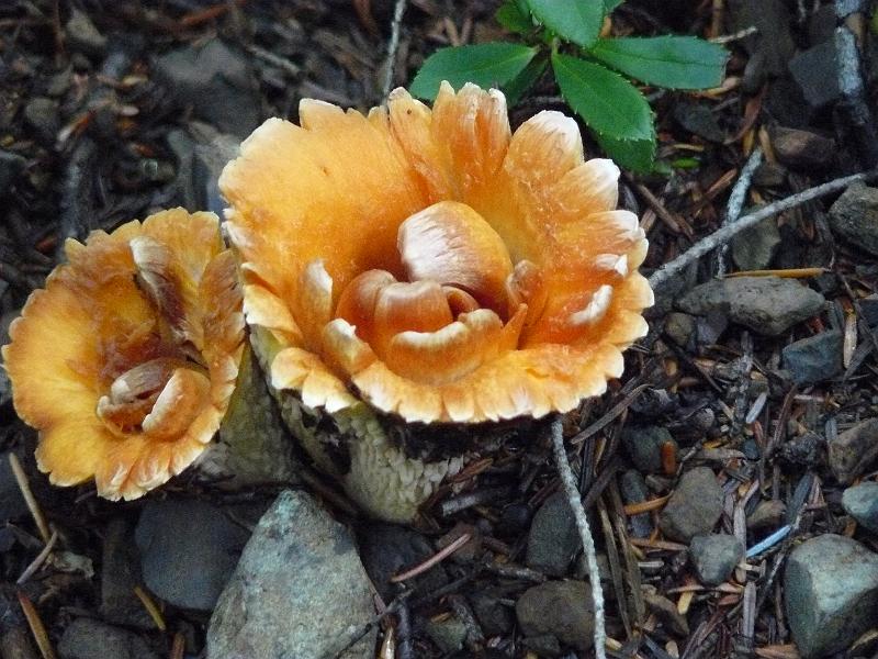 P1050988.JPG - With so much freakin' water in the air and on the ground it was a mushroom's paradise