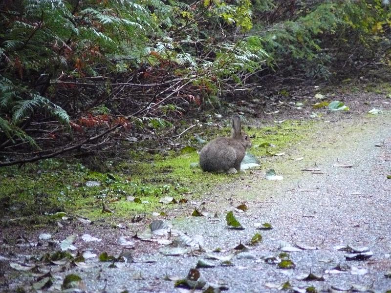 P1050999.JPG - Awww, cute bunny, and tasty!
